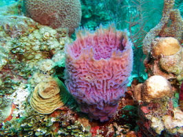 044  Azure Vase Sponge IMG_8393