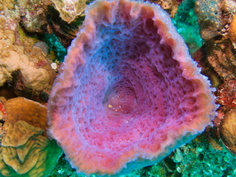 045  Azure Vase Sponge IMG_8394