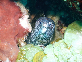 046  Spotten Moray Eel IMG_8400