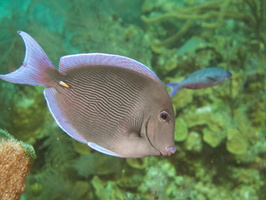 047  Blue Tang IMG_8404