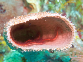 049  Brittle Star in Vase Sponge IMG_8407