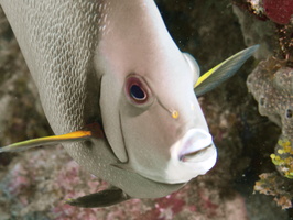 050  Gray Angelfish IMG_8409