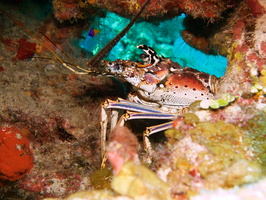 051  Spiny Lobster IMG_8410