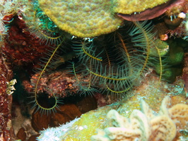 052  Golden Crinoid IMG_8411