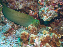 054  Green Moray IMG_8415