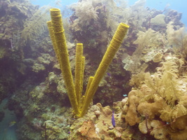 061  Yellow Tube Sponge IMG_8425