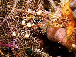 066  Overgrowing Tunicates IMG_8437