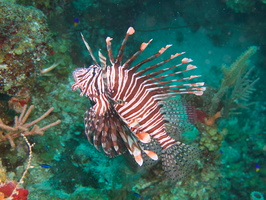 067  Lionfish IMG_8438