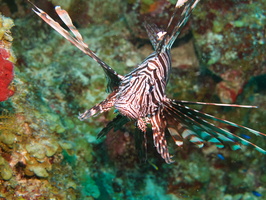 068  Lionfish IMG_8440