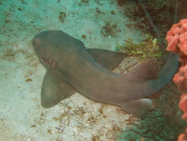 070  Nurse Shark IMG_8444