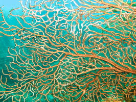 071  Gorgonian Coral IMG_8448