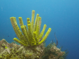 072  Yellow Tube Sponge IMG_8451