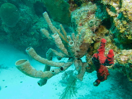 077  Stovepipe Sponge IMG_8458