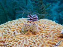 080  Christmas Tree Worms IMG_8463