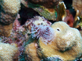 081  Christmas Tree Worm IMG_8465