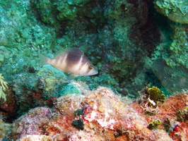 082  Barred Hamlet IMG_8469