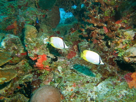 087  Spotfin Butterflyfish IMG_8479