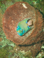 089  Queen Angelfish i Barrel Sponge IMG_8484