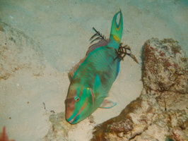 090  Resting Stoplight Parrotfish Terminal Phase IMG_8487