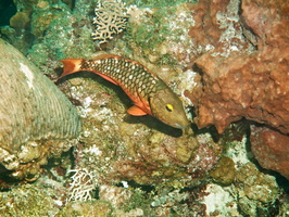 091  Stoplight Parrotfish Initial Phase IMG_8488