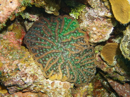 092  Rough Cactus Coral IMG_8489