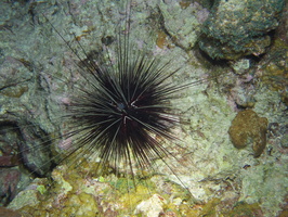 093  Long-Spine Sea Urchin IMG_8490