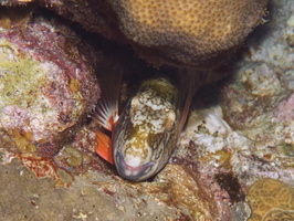 095  Resting Stoplight Parrotfish Initial Phase IMG_8493