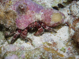 096  White Speckled Hermit Crab IMG_8494