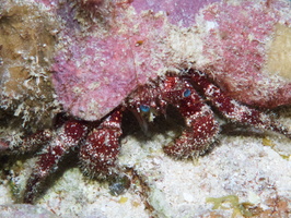 097  White Speckled Hermit Crab IMG_8495