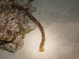 098  Tiger Tail Sea Cucumber IMG_8496