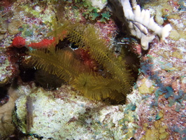 099  Golden Crinoid IMG_8497