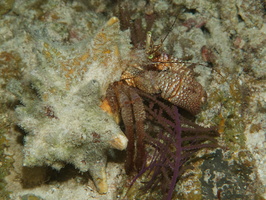 100  Giant Hermit Carb IMG_8499