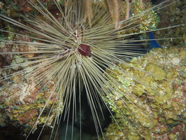 101  Long Spine Urchin IMG_8502