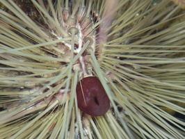 102  Long Spine Urchin IMG_8503