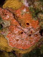 105  Brittle Starfish on Orange Sieve Encrusting Sponge ??IMG_8507