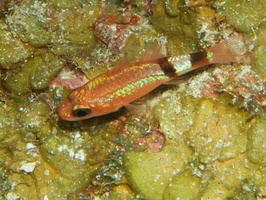 106  Mimic Cardinalfish IMG_8509