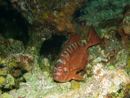 107  Glasseye Snapper IMG_8512