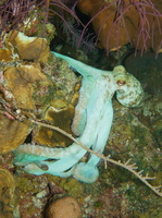 109  Caribbean Reef Octopus IMG_8516