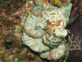 111  Caribbean Reef Octopus IMG_8518