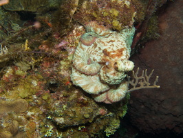 112  Caribbean Reef Octopus IMG_8519