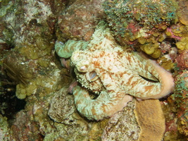 115  Caribbean Reef Octopus IMG_8523