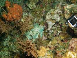 117  Caribbean Reef Octopus IMG_8526