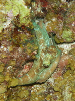 119  Caribbean Reef Octopus IMG_8528