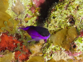 004  Blackcap Basslet IMG_8538