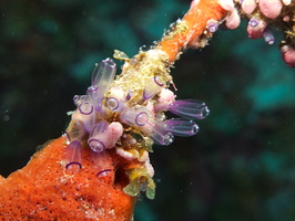 006  Painted Tunicate IMG_8541