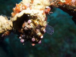 008  Overgrowing Tunicates I MG_8543