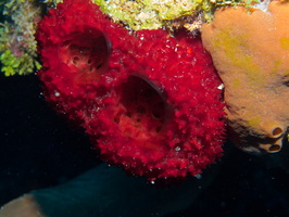 009  Strawberry Vase Sponge IMG_8546