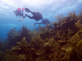 013  Divers on Reef IMG_8553