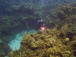 015  Diver on Reef IMG_8555