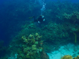 016  Diver on Reef IMG_8556